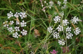 Tracking one of the region’s rarest plants