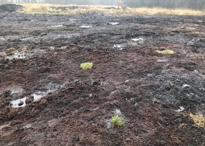 Amberswood Moss, Wigan – Restoration of Mossland