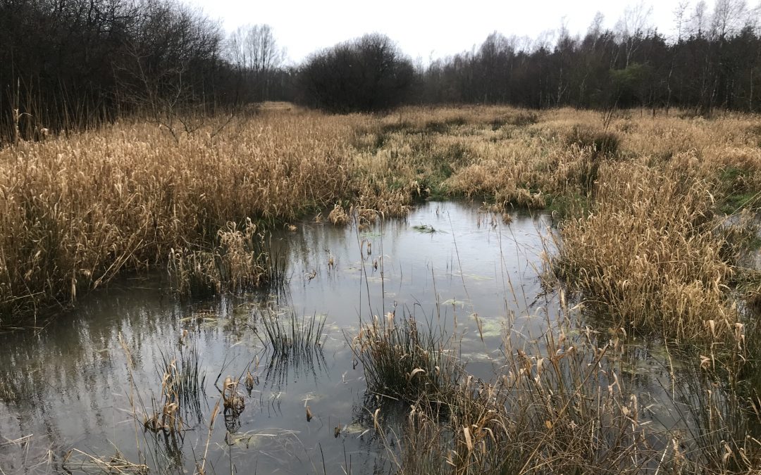 Amberswood, Wigan – Wetland Enhancement