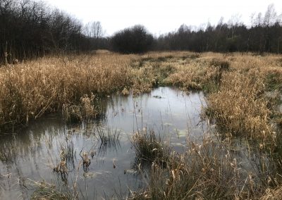 Amberswood, Wigan – Wetland Enhancement