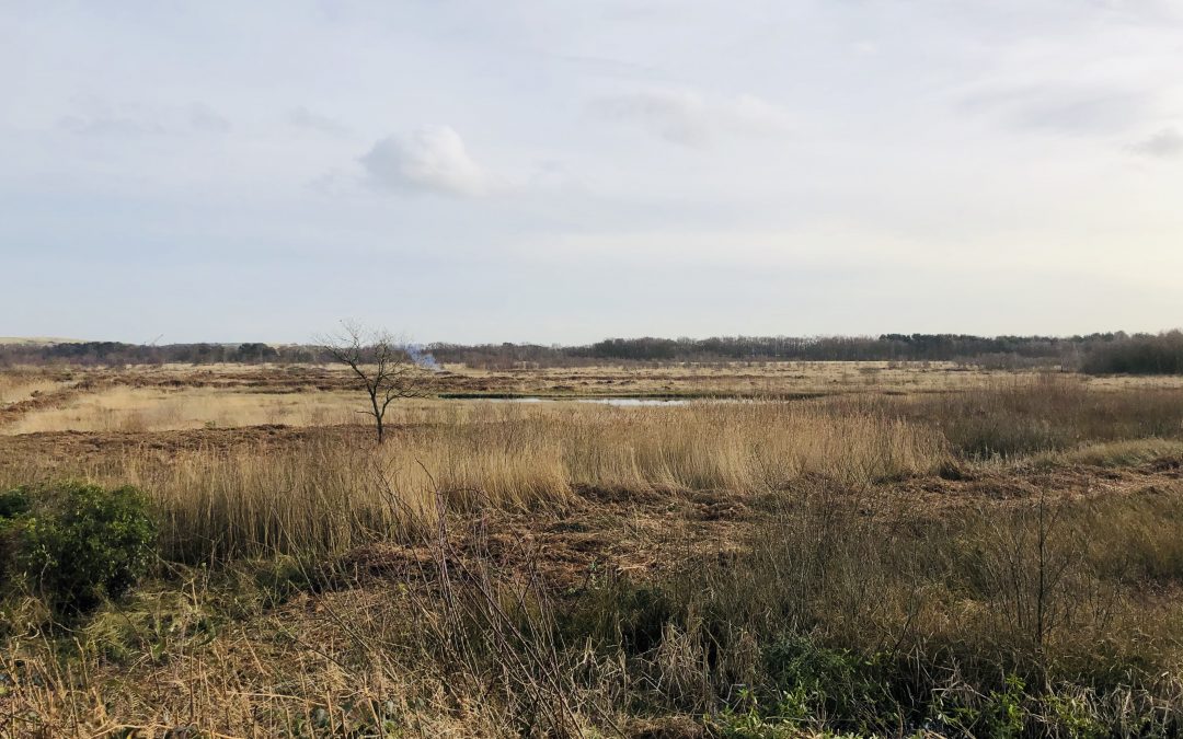 Risley Moss, Warrington – Scrub Control