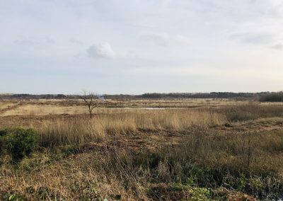 Risley Moss, Warrington – Scrub Control