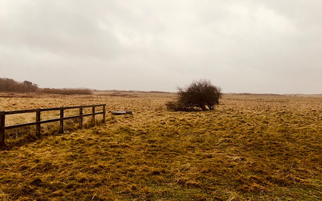 Cabin Hill National Nature Reserve Dune Grassland Management – Area One, Formby