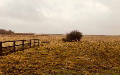 Cabin Hill National Nature Reserve Dune Grassland Management Area One, Formby