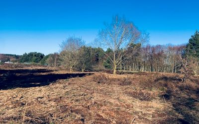 Dune Heath Habitat Restoration, Formby