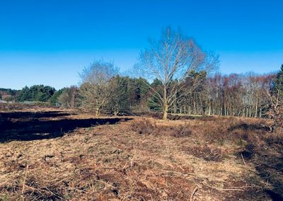 Dune Heath Habitat Restoration, Formby