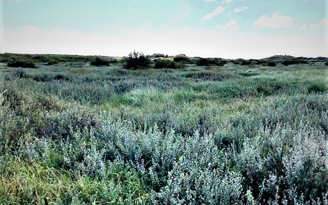 Cabin Hill National Nature Reserve Dune Grassland Management Area Two, Formby