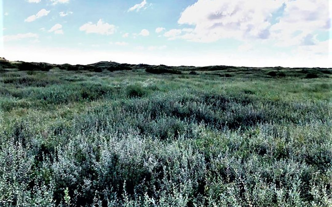 Cabin Hill National Nature Reserve Dune Grassland Management – Area Two, Formby