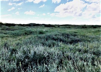 Cabin Hill National Nature Reserve Dune Grassland Management – Area Two, Formby