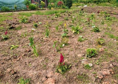 Rain Garden, Tawd Valley Allotments, Skelmersdale