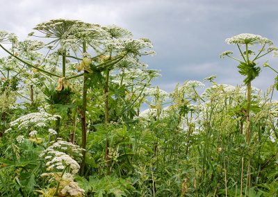 GiantHogweed1200