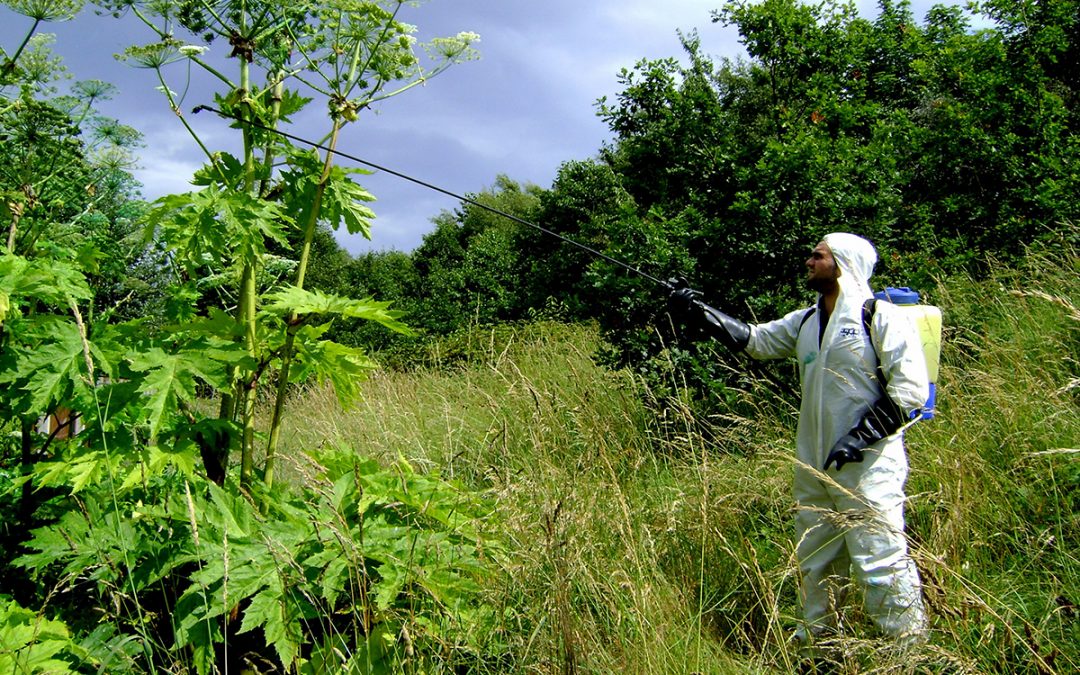 Carrington Estate, Gtr Manchester  Invasive Species Remediation