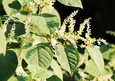 Fallopia,Japonica,Or,Japanese,Knotweed.,Branch,With,Green,Leaves,And