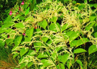 Flowers,Of,Asian,Knotweed,,Fallopia,Japonica,