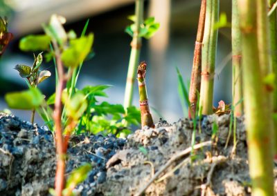 Japanese,Knotweed,Is,A,Much,Reviled,Invasive,Species.,However,,Its