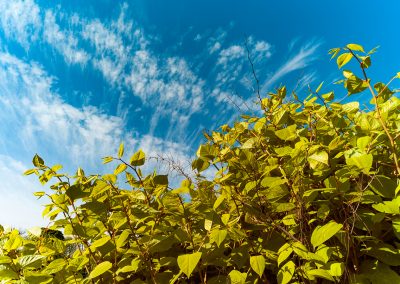 Looking,Up,At,Overgrowing,Japanese,Knotweed,,Japanese,Knotweed,Is,An