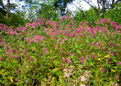 Himalayan,Balsam,,Also,Called,Impatiens,Glandulifera