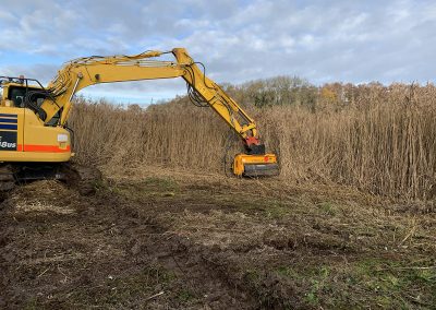 Reed Bank Enhancement, Chester Zoo