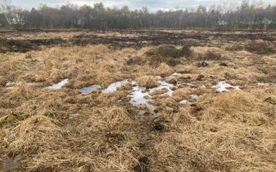 Astley & Bedford Moss, Rewetting and Restoration Works