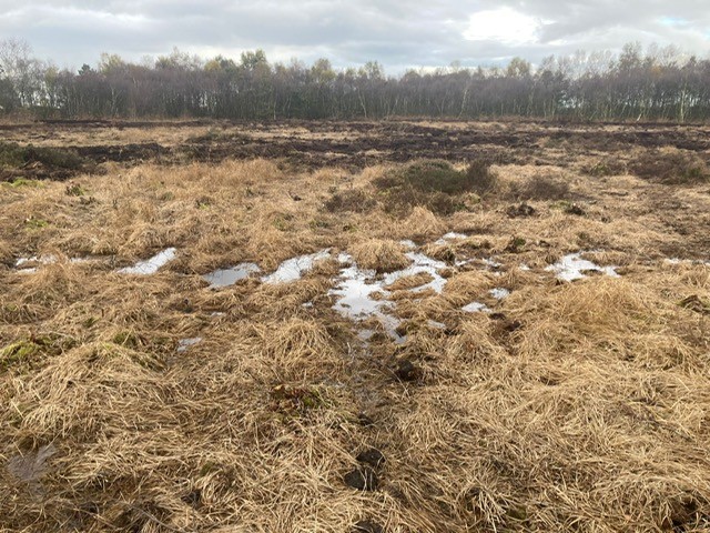 Rewetting and Restoration Works, Astley & Beford Moss